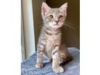 Adopt Westley a American Shorthair