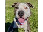 Adopt Bella a Pit Bull Terrier