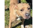 Adopt Ava a Mixed Breed