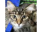 Adopt Lola a Domestic Long Hair