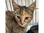 Adopt Ibiza a Domestic Short Hair