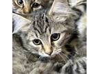 Adopt Libby a Domestic Long Hair