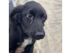 Adopt Tackett Litter a Mixed Breed