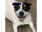 Adopt Lindy a Cattle Dog, Mixed Breed