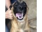 Adopt Zoe a Mixed Breed