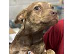 Adopt Hershey a Mixed Breed