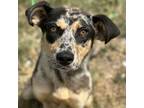 Adopt Novie a Cattle Dog