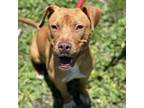 Adopt Maizie a American Staffordshire Terrier
