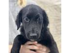 Adopt Tackett Litter_2 a Mixed Breed