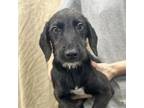 Adopt Tackett Litter_1 a Mixed Breed