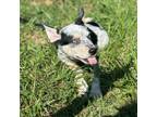 Adopt Peppa a Mixed Breed
