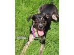 Adopt Willow a Shepherd