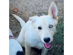 Adopt IRIS a Labrador Retriever, Catahoula Leopard Dog