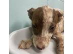 Adopt Gladyss a Australian Cattle Dog / Blue Heeler
