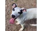 Adopt Phyllis a Australian Cattle Dog / Blue Heeler