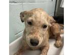 Adopt Beatrice a Australian Cattle Dog / Blue Heeler