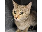 Adopt Mindy a Domestic Short Hair