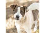 Adopt Glow Worm a Labrador Retriever