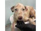 Adopt Laurie a Australian Cattle Dog / Blue Heeler