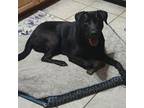 Adopt Stella a Labrador Retriever