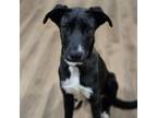 Adopt Francine a Australian Cattle Dog / Blue Heeler
