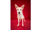 Adopt Bianca a Siberian Husky, Mixed Breed
