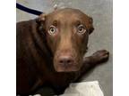 Adopt Brandy a Chocolate Labrador Retriever, Mixed Breed