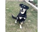 Adopt Hannah a Black Labrador Retriever