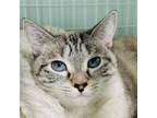 Adopt Feature a Siamese, Domestic Short Hair