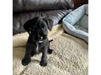 Adopt BERLIN a Schnauzer