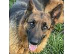 Adopt Maple - ECAS a White German Shepherd