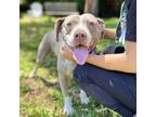 Adopt Margo a Pit Bull Terrier