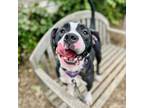 Adopt Gumdrop a Pit Bull Terrier