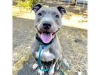 Adopt Tiny a Pit Bull Terrier