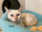 Adopt 2024-53 Yoshi in Foster a Siamese