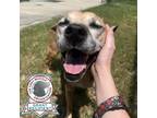 Adopt Soprano a Mixed Breed
