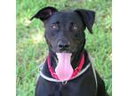 Adopt Aloha a Black Labrador Retriever