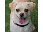Adopt Puppy Chichi a Pug, Beagle