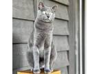 Adopt Sabrina a Domestic Short Hair