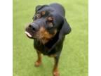 Adopt Prancer a Rottweiler