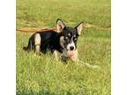 Adopt Stars a Husky, Mixed Breed