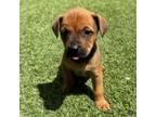 Adopt Rosalia a Rhodesian Ridgeback, Mixed Breed