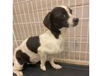 Adopt Egbert a Dachshund, Mixed Breed