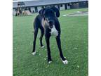 Adopt Gypsy a Great Dane