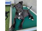 Adopt Neptune a Black Labrador Retriever, Mixed Breed