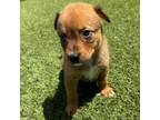 Adopt Vittora a Rhodesian Ridgeback, Mixed Breed