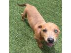 Adopt Ludovica a Rhodesian Ridgeback, Mixed Breed