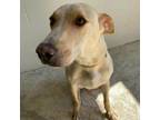 Adopt Rosebud a Greyhound, Mixed Breed