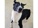 Adopt Bullet a German Shorthaired Pointer, Chocolate Labrador Retriever