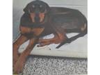 Adopt Rollie Pollie a Doberman Pinscher, Rottweiler